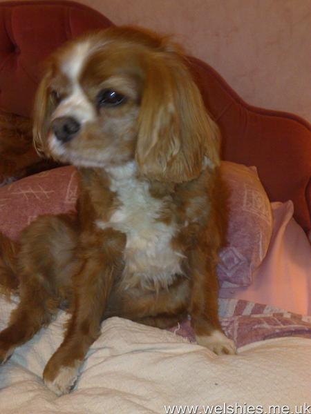 2011-04-10 04.jpg - One trimmed puppy!